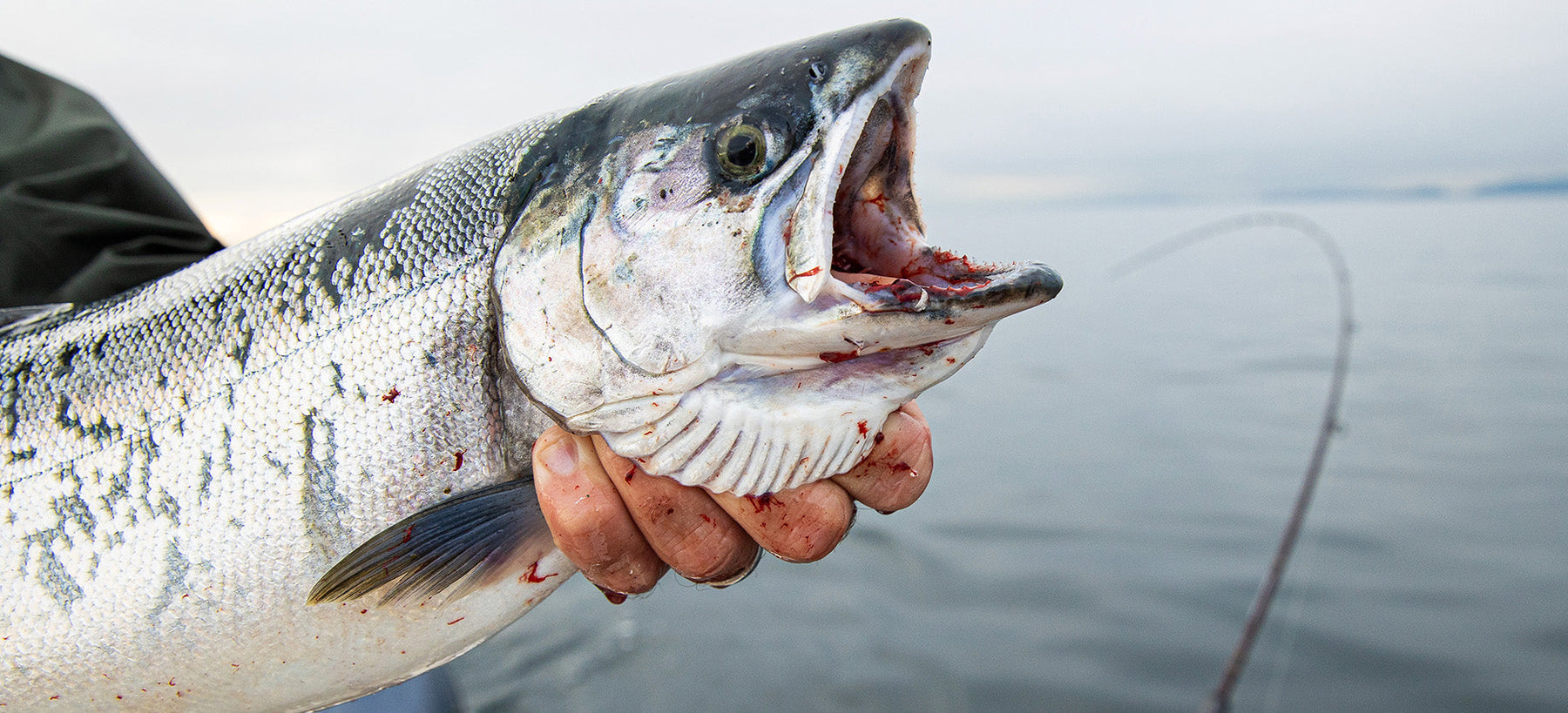 Double D and Sling Blade Dodgers Demonstration