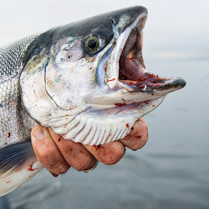 Double D and Sling Blade Dodgers Demonstration