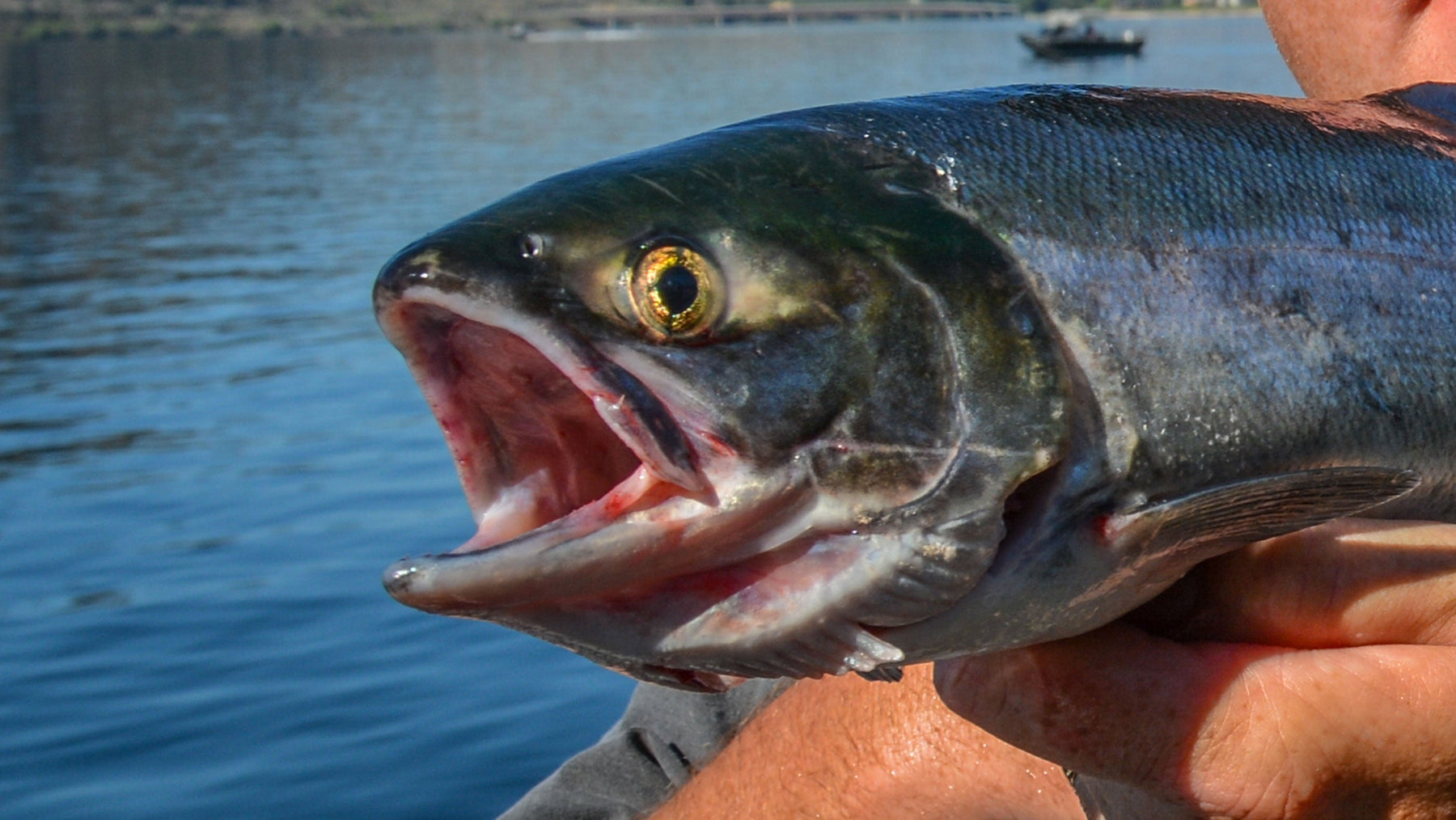 Fishing for Sockeye on Baker Lake with Bobby Loomis