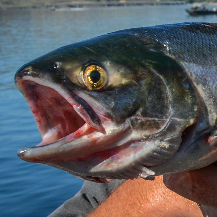 Fishing for Sockeye on Baker Lake with Bobby Loomis