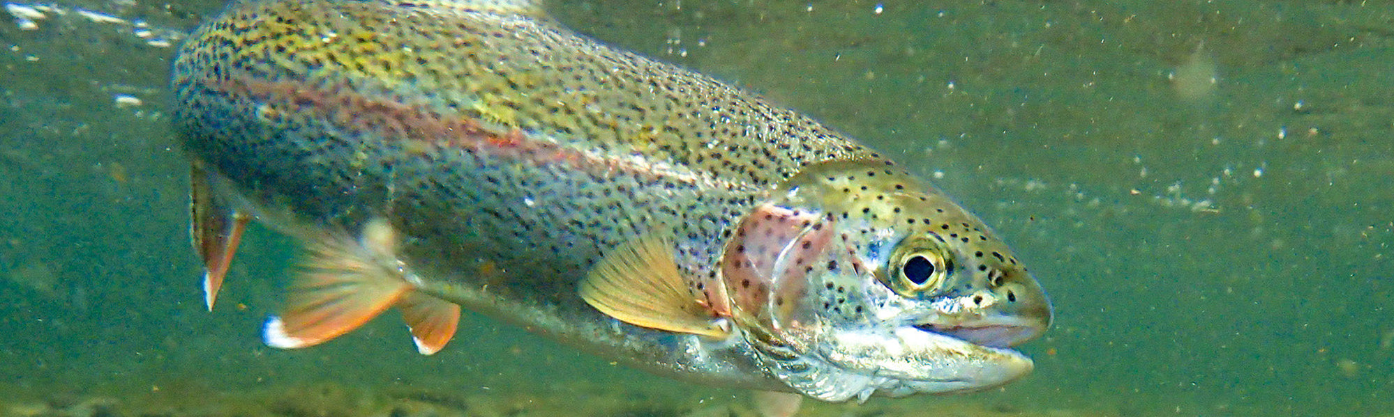 Boost Your Catch Rate Mastering Trout Fishing with the Versatile Soni