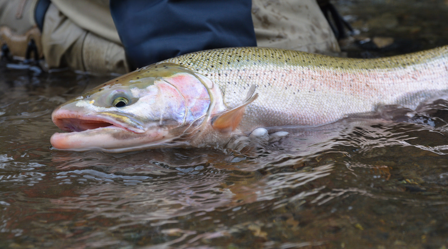 Top 3 Winter Steelhead Techniques