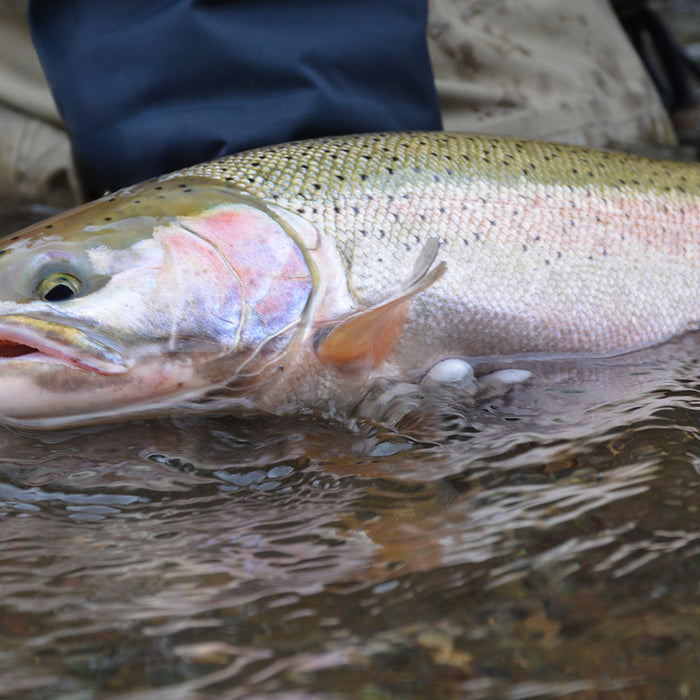 Top 3 Winter Steelhead Techniques