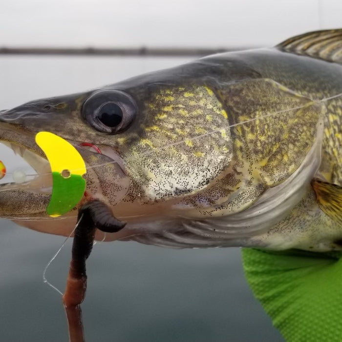 History of Walleye Fishing on the Columbia River