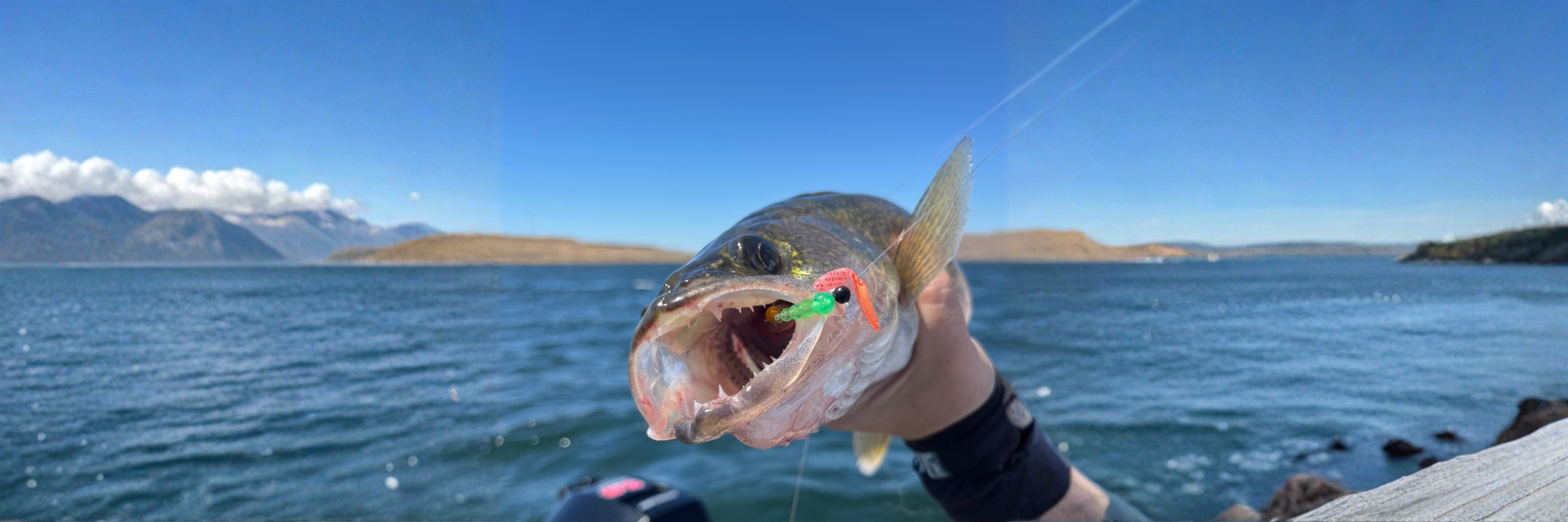 Walleye Action on the Columbia River