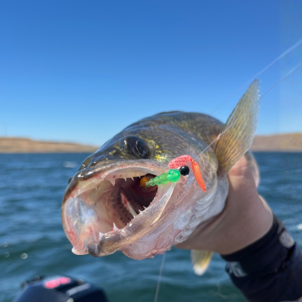Walleye Action on the Columbia River