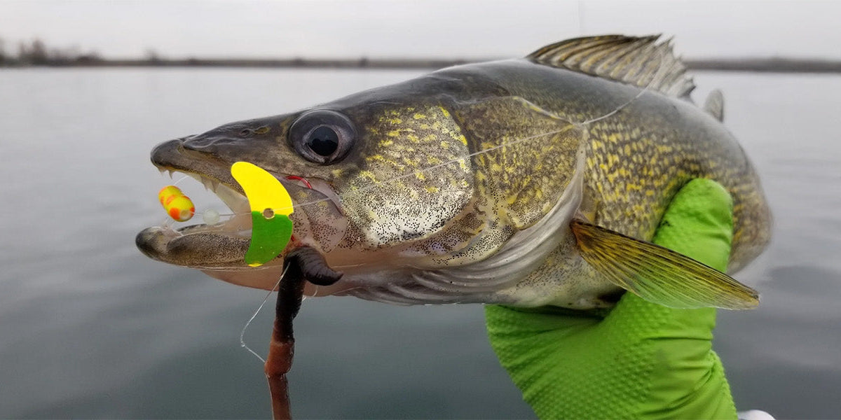 The Allure of UV: Fishing Game Changer  Mack's Lure Tackle