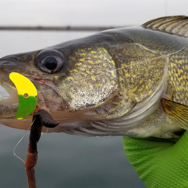 Mack Attack Articles Tagged "Wiggle Hoochie" Mack's Lure Tackle Mack Attack Articles Tagged "Wiggle Hoochie" Mack's Lure Tackle