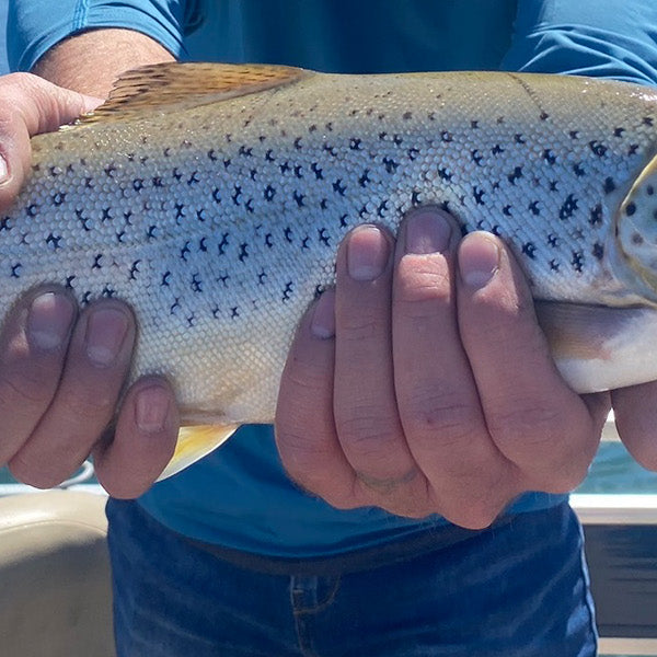 A Versatile Classic for Northwest Fisheries