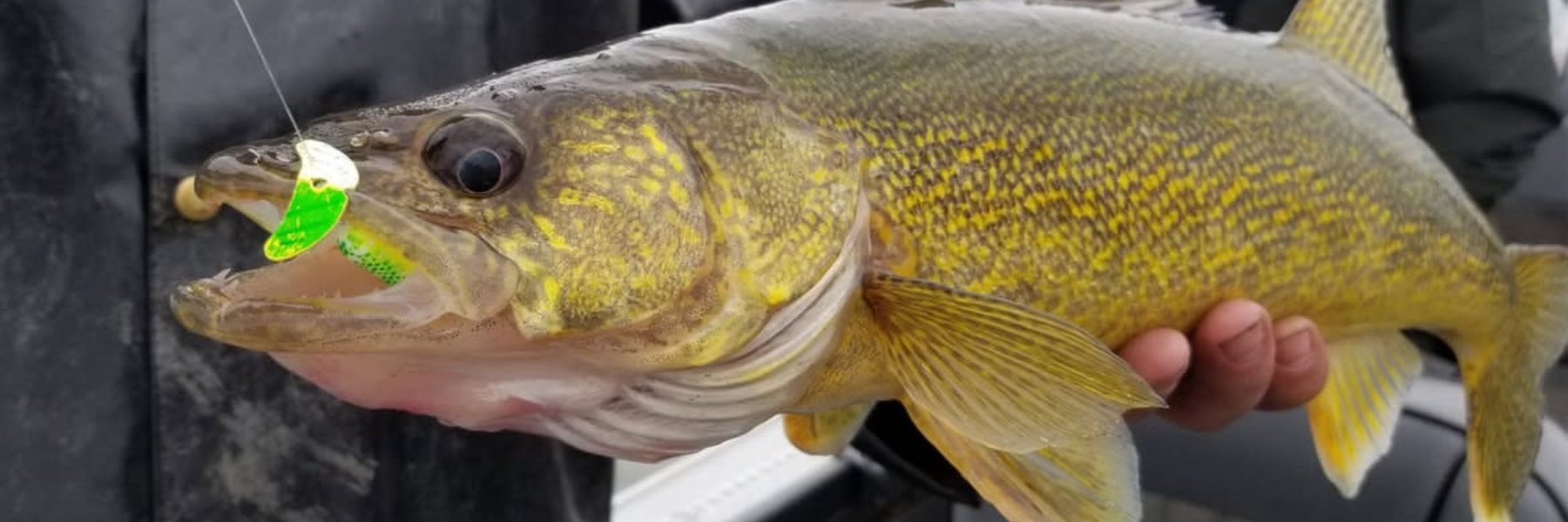 action for walleye ice fishing pole Rod Ultralight Light Fast Spinning Rods Ice Fishing Winter Ice Fishing Gear Perch Panfish Trout : Sports & Outdoors the Fenwick Elite Ice rods deliver crisp Ice Fishing Rod, 23 inch