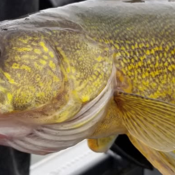 Winter Walleye Mastery