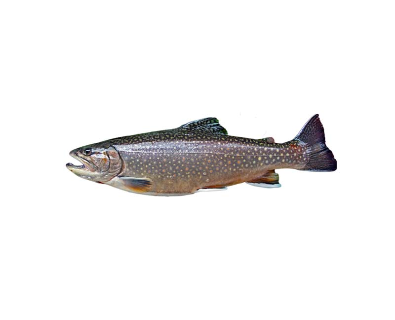 Mack's Lure Double Whammy Pro Series 17900 Fishing Lure, Spinnerbait,  Kokanee, Trout, Walleye, 2-Hook D&B Supply