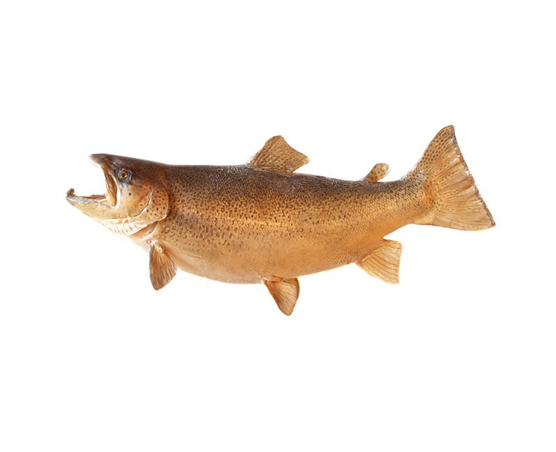 https://mackslure.com/cdn/shop/collections/smallmouth-bass-lures-best-selling_1200x975.jpg?v=1638513719