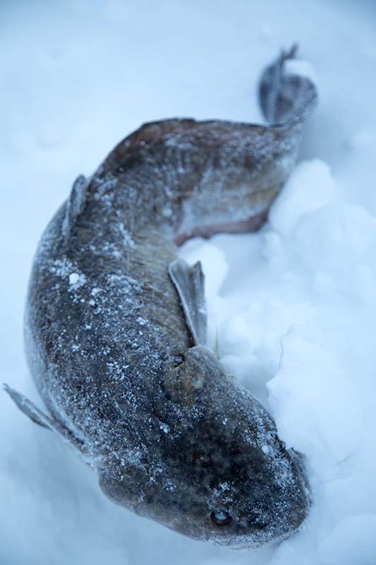 Sonic BaitFish: Targeting Burbot Through the Ice